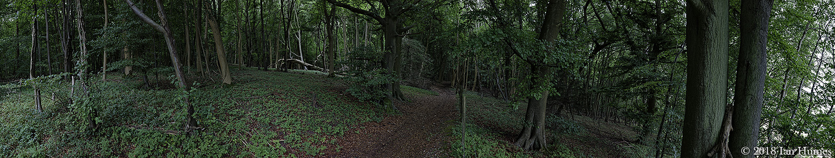 Stubbing's Wood - Hertfordshire